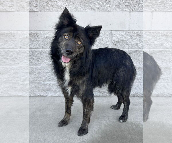 Medium Photo #1 Siberian Husky-Unknown Mix Puppy For Sale in Corona, CA, USA