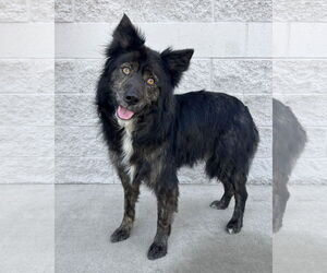 Siberian Husky-Unknown Mix Dogs for adoption in Corona, CA, USA