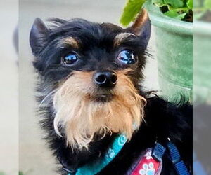 Affenpinscher-Unknown Mix Dogs for adoption in Pittsburg, CA, USA
