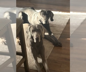 Father of the Weimaraner puppies born on 01/16/2025
