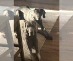 Small Photo #1 Weimaraner Puppy For Sale in SMITHTOWN, NY, USA