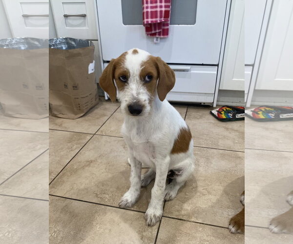 Medium Photo #3 Beagle Puppy For Sale in Menifee, CA, USA