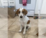 Small #2 Beagle