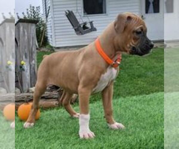 Medium Photo #4 Boxer Puppy For Sale in ARTHUR, IL, USA