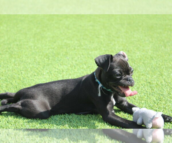 Medium Photo #2 Chug Puppy For Sale in Chestertown, MD, USA