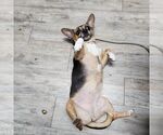 Small #8 Chi-Corgi
