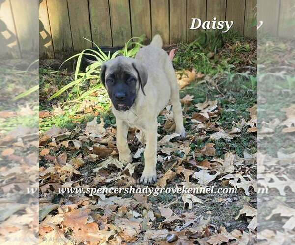 Medium Photo #3 Mastiff Puppy For Sale in CABOOL, MO, USA