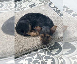 Father of the Yorkshire Terrier puppies born on 02/01/2026