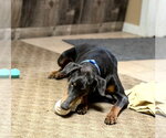 Small #12 Doberman Pinscher