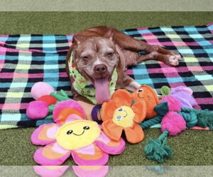 Chili Athens - Female Mutt Dog for Adoption - Photo #9