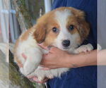 Small #2 Australian Shepherd Mix