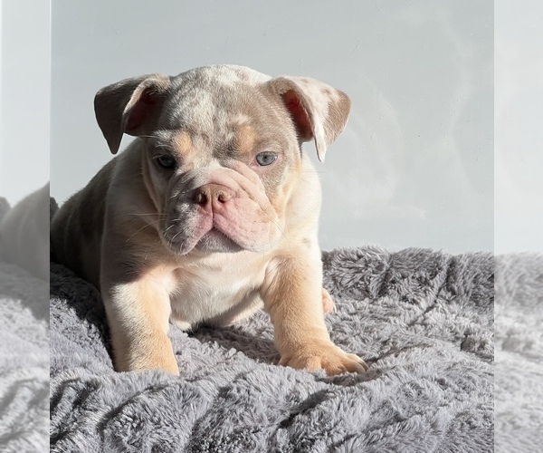 Medium Photo #1 Bulldog Puppy For Sale in LANCASTER, CA, USA