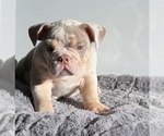 block - Male Bulldog Puppy for Sale - Small photo