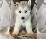 Small Photo #6 Siberian Husky Puppy For Sale in SHANDON, CA, USA