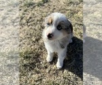 Small Photo #3 Miniature Australian Shepherd Puppy For Sale in PEYTON, CO, USA