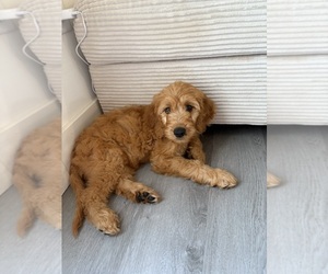 Goldendoodle Puppy for sale in WICHITA, KS, USA