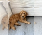 Small Goldendoodle