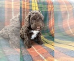 Puppy Todo Australian Labradoodle