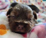 Small #11 YorkiePoo