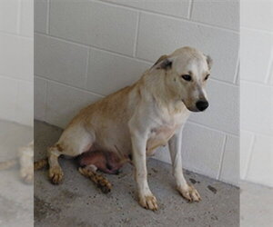 Labrador Retriever-Unknown Mix Dogs for adoption in Houston, TX, USA