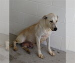 A661726 - Female Labrador Retriever-Unknown Mix Dog for Adoption - Small photo