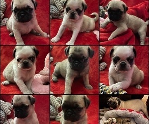 Pug Puppy for sale in MIDDLETOWN, PA, USA