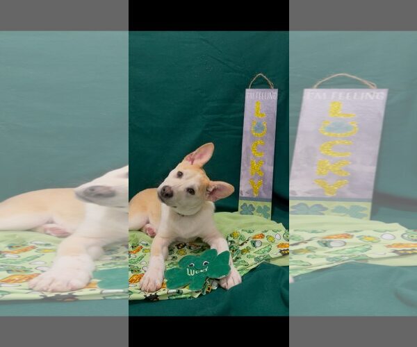 Medium Photo #7 American Pit Bull Terrier-Siberian Husky Mix Puppy For Sale in Turlock, CA, USA