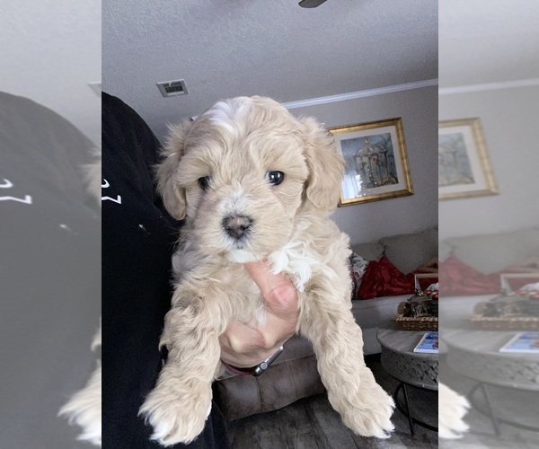 Medium Photo #1 Maltipoo Puppy For Sale in DOUGLAS, GA, USA