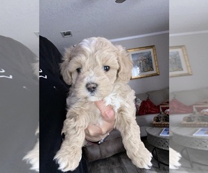 Maltipoo Puppy for sale in DOUGLAS, GA, USA