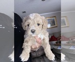 Small Maltipoo
