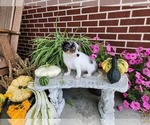 Small #6 Chihuahua