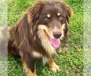 Australian Shepherd-Unknown Mix Dogs for adoption in Columbus, IN, USA