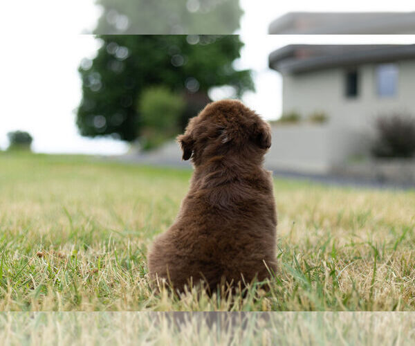 Medium Photo #7 Miniature Australian Shepherd Puppy For Sale in WARSAW, IN, USA