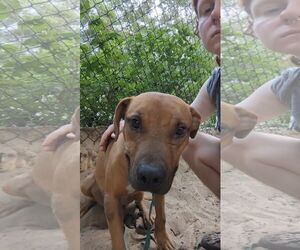 Mutt Dogs for adoption in Gainesville, FL, USA