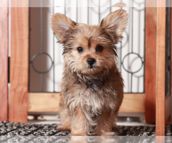 Medium Photo #2 YorkiePoo Puppy For Sale in NAPLES, FL, USA