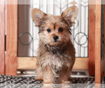 Small #1 YorkiePoo