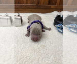 Labrador Retriever Puppy for sale in NEOLA, WV, USA