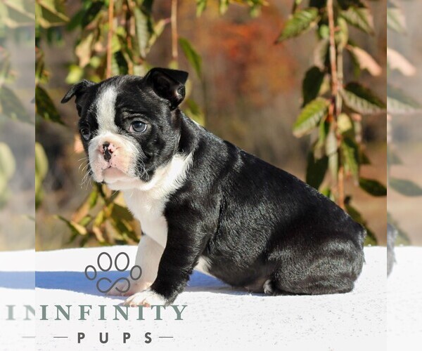 Medium Photo #4 Boston Terrier Puppy For Sale in MANHEIM, PA, USA