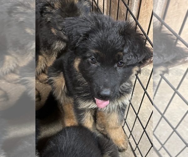 Medium Photo #9 German Shepherd Dog Puppy For Sale in HOUSTON, TX, USA