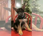 Small Photo #3 German Shepherd Dog Puppy For Sale in NORWICH, OH, USA