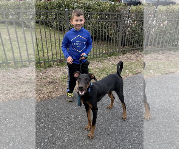 Medium Photo #15 Doberman Pinscher Puppy For Sale in Boonton, NJ, USA