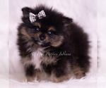 Puppy Enzo AKC Pomeranian