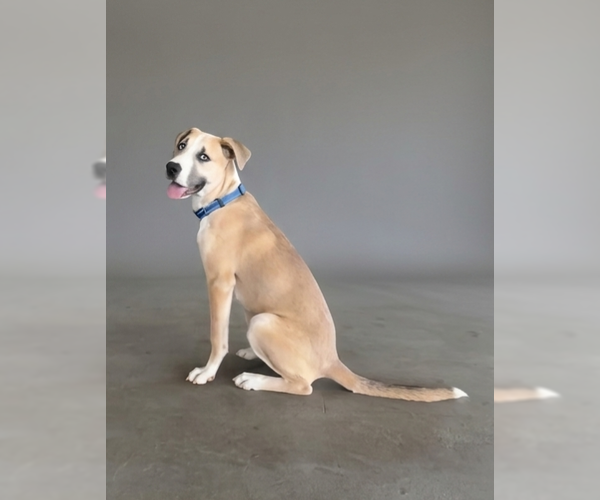 Medium Photo #3 Anatolian Shepherd-Labrador Retriever Mix Puppy For Sale in Genesee, WI, USA