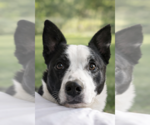 Border Collie-Unknown Mix Dogs for adoption in Decatur, GA, USA