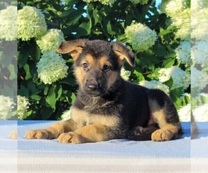 German Shepherd Dog Puppy for sale in GORDONVILLE, PA, USA