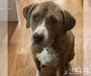 Coonhound-Unknown Mix Dogs for adoption in Washington, DC, USA