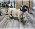 Puppy Yellow Boerboel