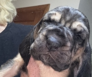 Medium Bloodhound