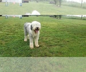 Father of the Old English Sheepdog puppies born on 04/19/2022