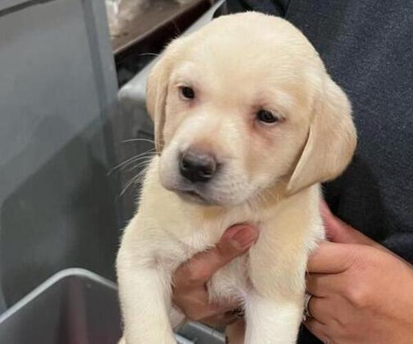 Full screen Photo #4 Labrador Retriever Puppy For Sale in RIVERVIEW, FL, USA